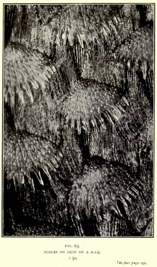 Illustration for article titled 110 Years Ago, These Microscopic Photos Horrified Londoners